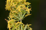 Yellow Spring bedstraw 